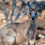 Alice Springs (2)